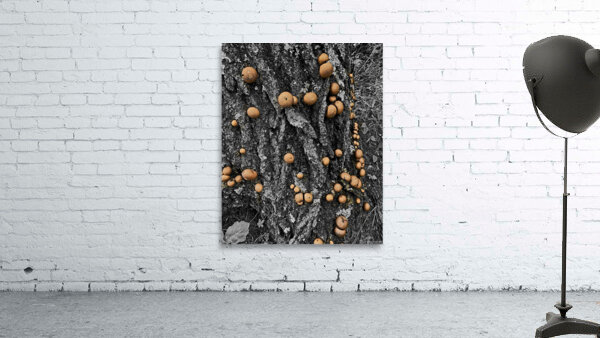 Puffball Mushrooms by Earthshine Emporium