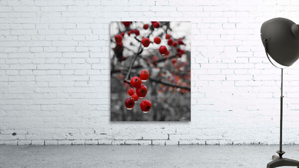 Siberian Crabapple by Earthshine Emporium