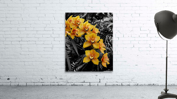 Orchids 3 by Earthshine Emporium