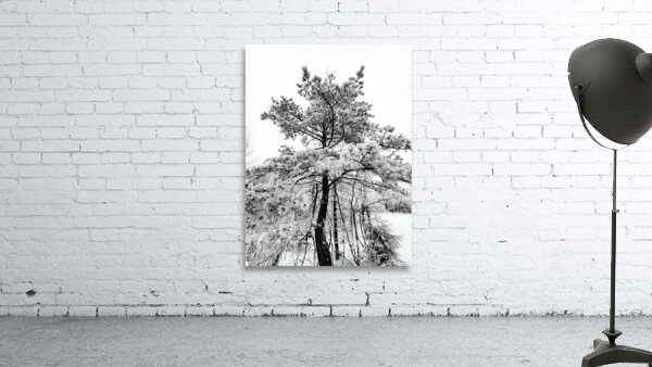 Snowy White Pine by Earthshine Emporium