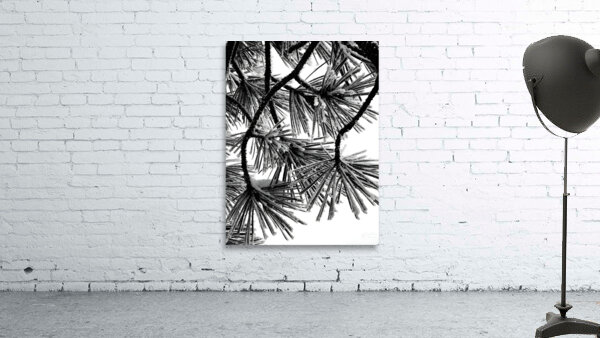 Snowy Conifer by Earthshine Emporium