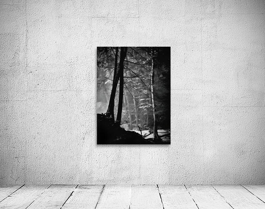 Forest Light by Earthshine Emporium