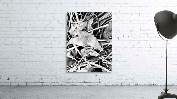 Frosty Oak Leaf by Earthshine Emporium