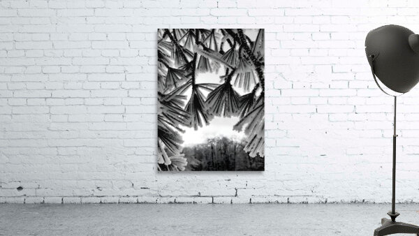 Snowy Conifer 1 by Earthshine Emporium