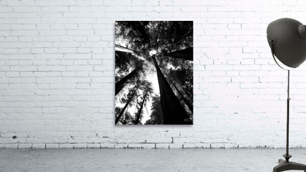 Redwoods by Earthshine Emporium