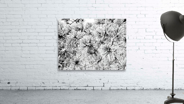 Snowy Conifer by Earthshine Emporium