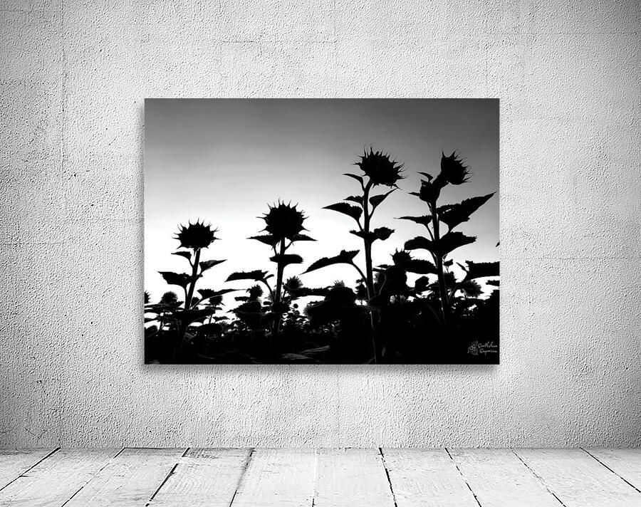 Sunflower Silhouette by Earthshine Emporium