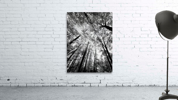 Forest Canopy by Earthshine Emporium