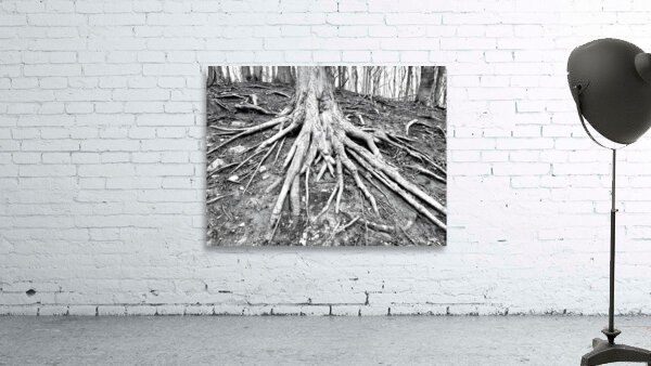 Root Flare by Earthshine Emporium