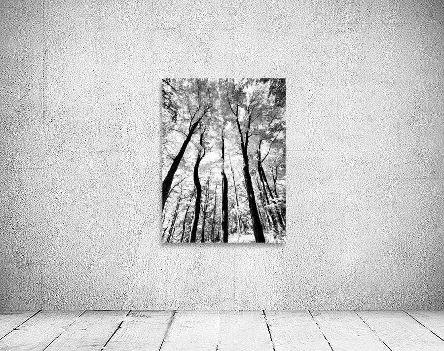 Pennsylvania Woods by Earthshine Emporium