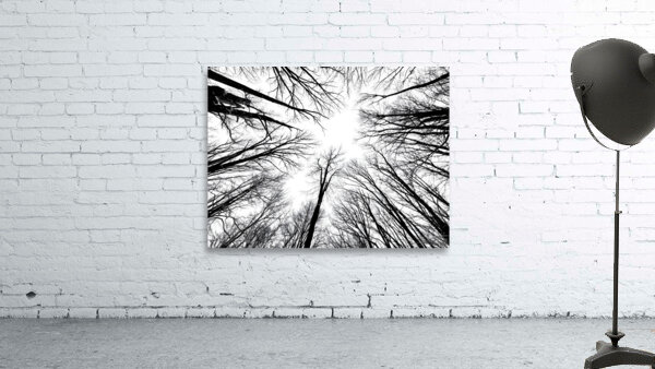 Winter Canopy by Earthshine Emporium