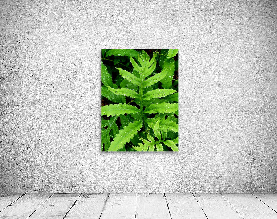 Sensitive Fern by Earthshine Emporium