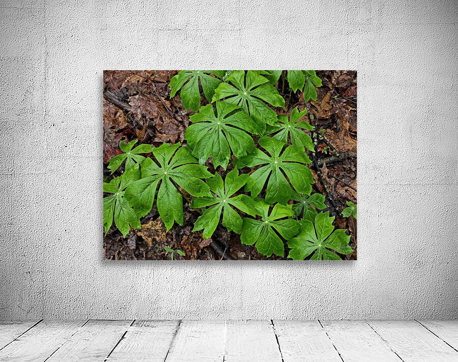Mayapples by Earthshine Emporium
