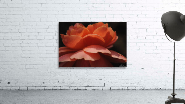 Orange Rose Wall Preview