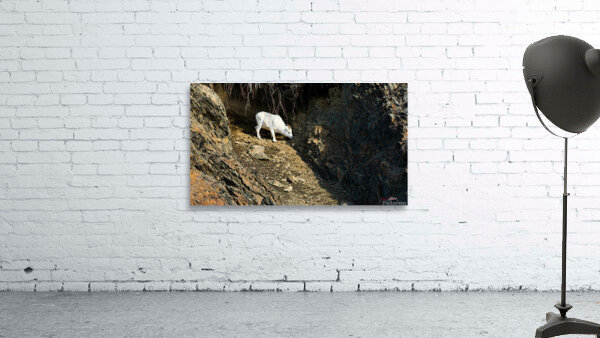 Alone in the draw Wall Preview