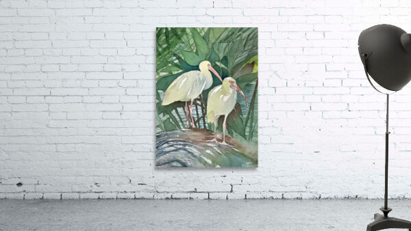 Florida Ibis Birds by Hubert ABITBOL