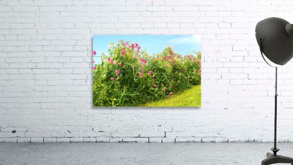 Sweetpeas on a Wire Fence Wall Preview