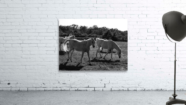 HORSE  09 by JORG BECKER ART