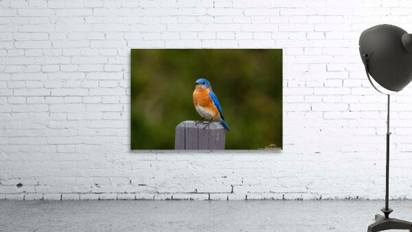 Eastern Bluebird - Colorful by Chad Meyer