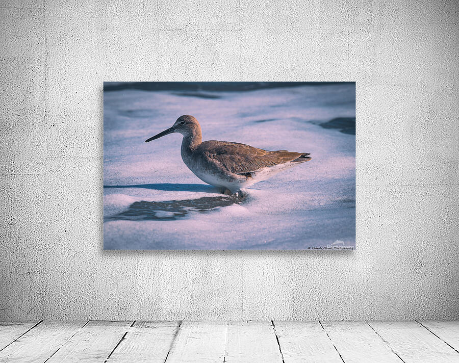 Willet - Gentle Waves by Chad Meyer
