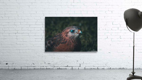 Eye of the Hawk by Chad Meyer
