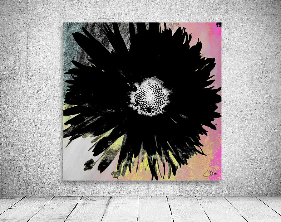 Black Daisy White Centre on a Coloured Abstract Background Wall Preview