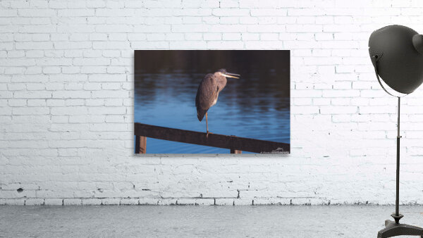 Great Blue Heron - Evening Watch by Chad Meyer