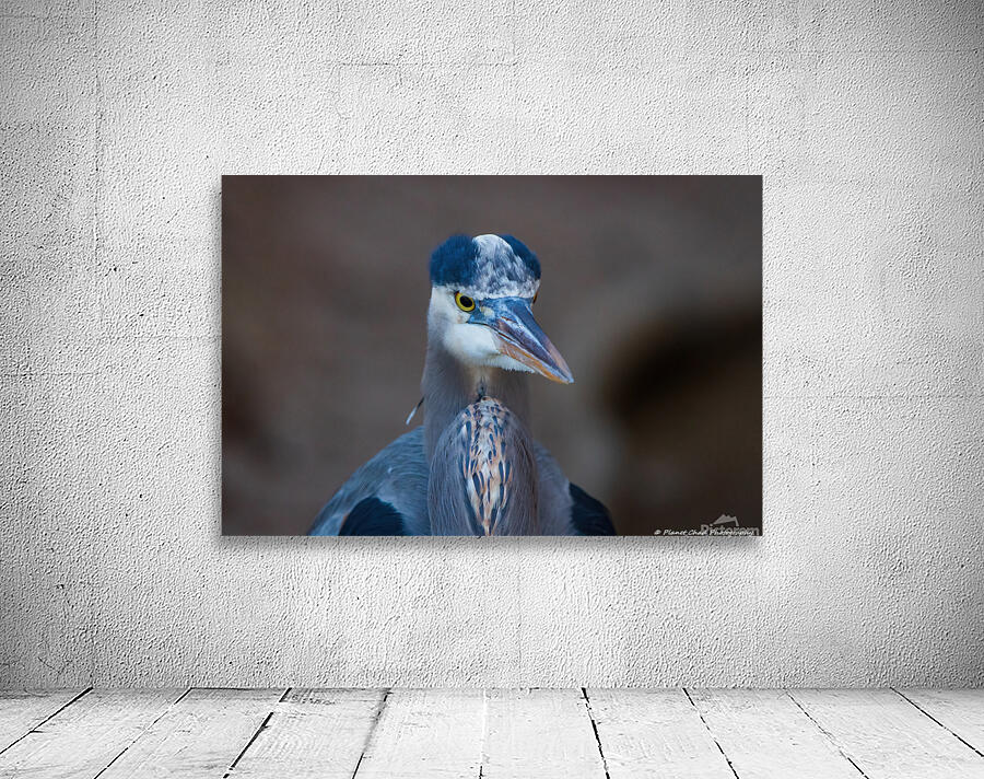 Great Blue Heron - Grumpy Heron by Chad Meyer