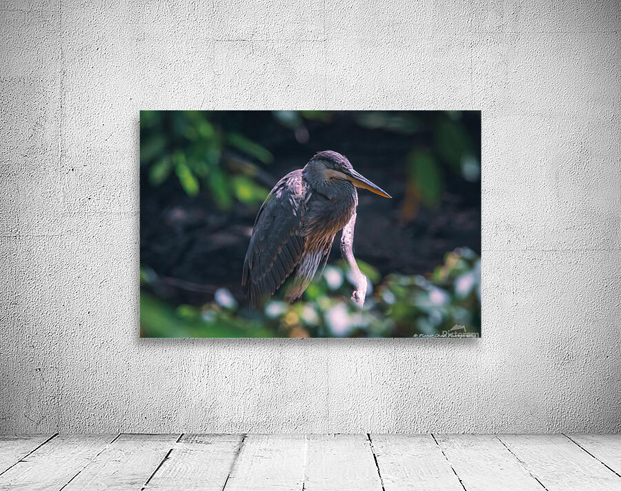 Great Blue Heron - Inner Peace by Chad Meyer