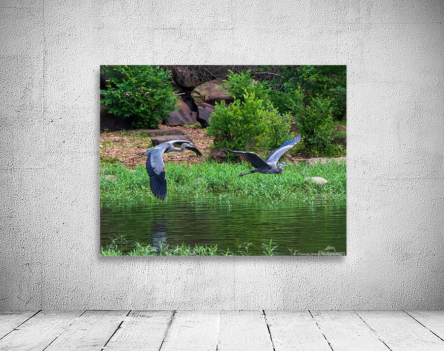 Great Blue Heron couple in flight by Chad Meyer