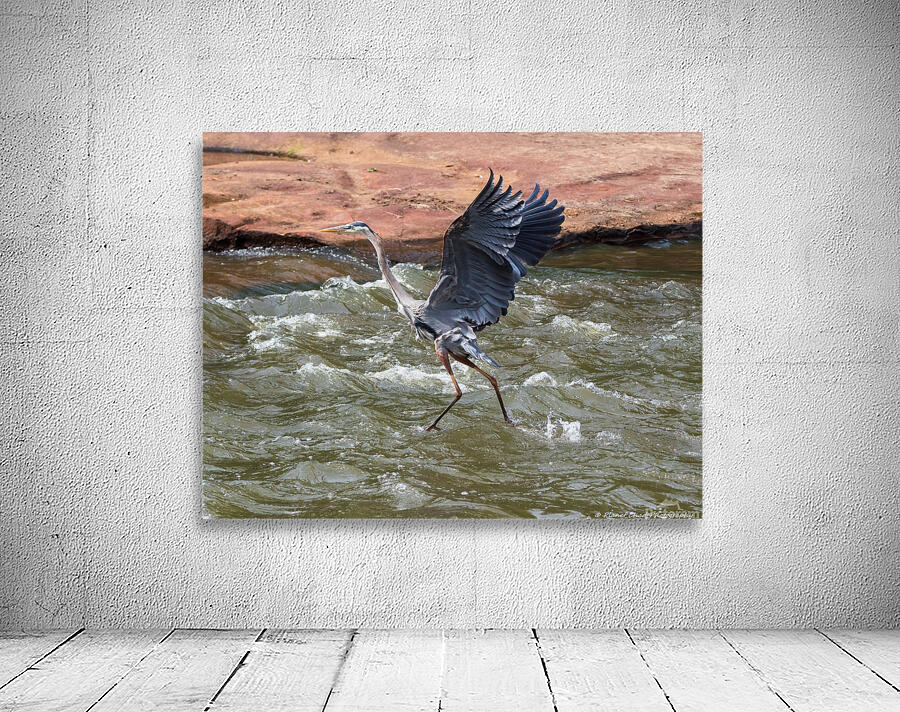 Great Blue Heron - Walking On Water by Chad Meyer