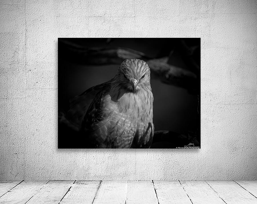 Red Shouldered Hawk - From the Shadows by Chad Meyer