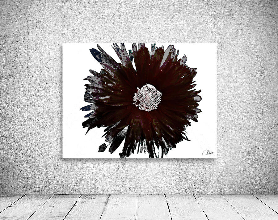 Dark Burgundy Distressed Daisy on  a Pale Abstract Background Wall Preview