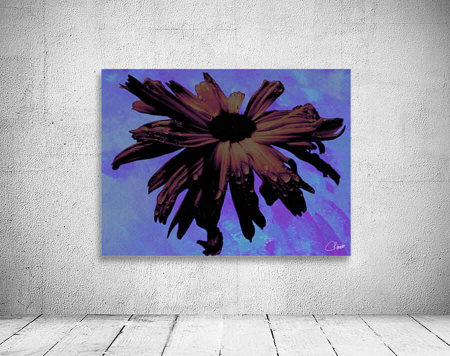 Abstract Dark Pink Daisy Flower on a Bluey Pink Abstract Background by Catriona Roberts Nature Photography and Designs