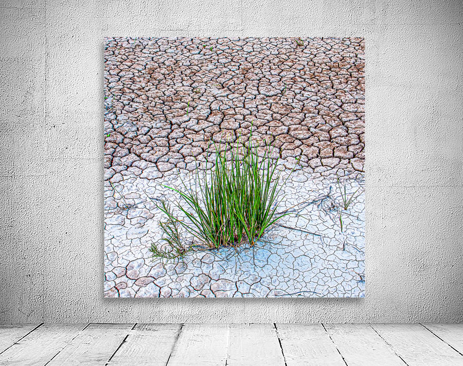 Parched by Prairie Wind Imagery