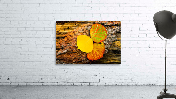 Aspen Leaves On Pine Bark Wall Preview
