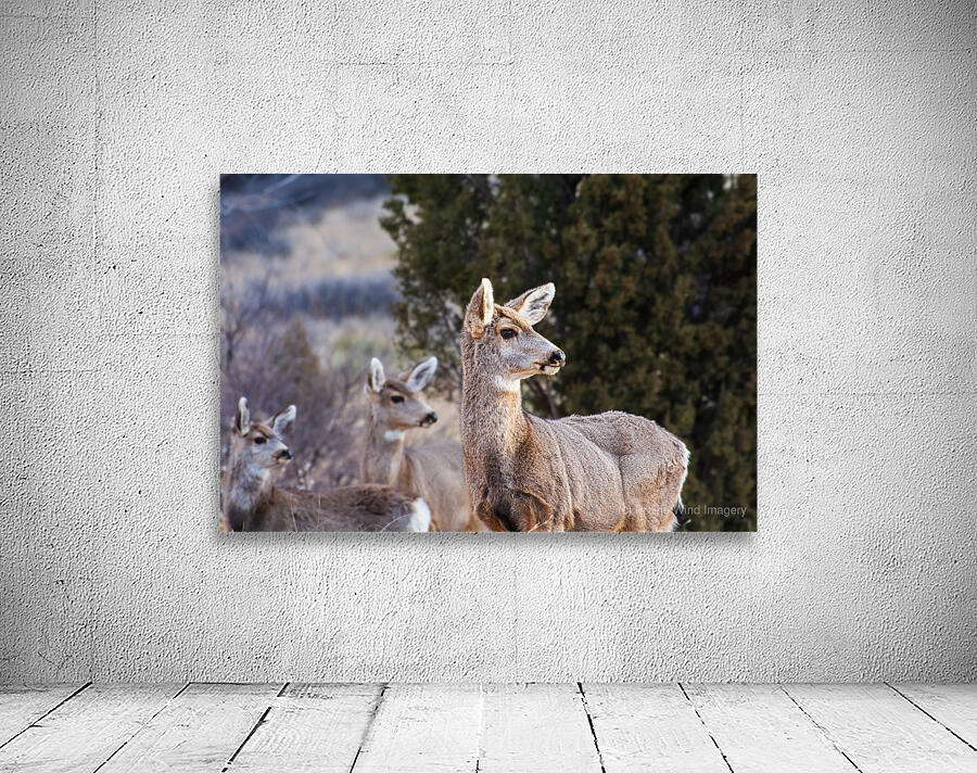 Alert by Prairie Wind Imagery
