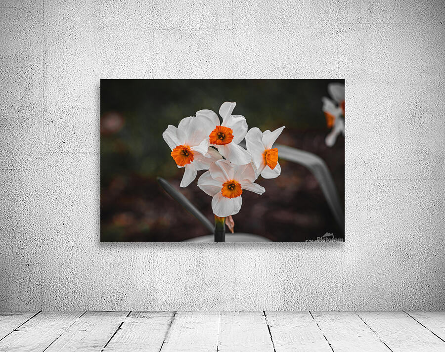 Bunchflower Daffodil - Artistic by Chad Meyer