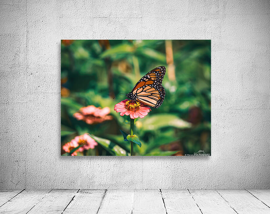 Monarch Butterly - Zinnia Love by Chad Meyer