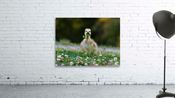 Canada Goose - Happy Gosling by Chad Meyer