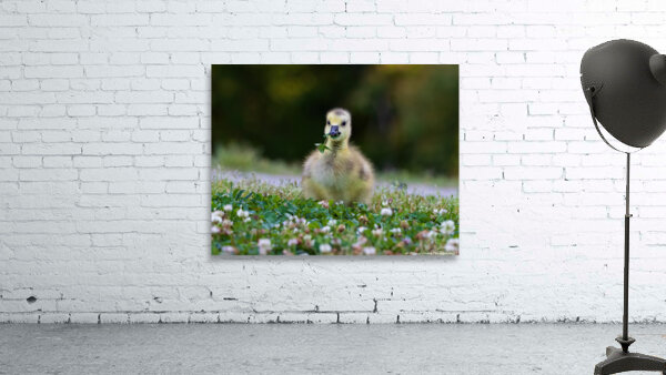 Canada Goose - Adorable Gosling by Chad Meyer