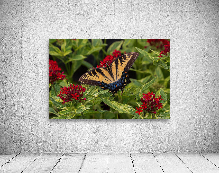 Eastern Tiger Swallowtail - Crimson Pentas Delight Wall Preview