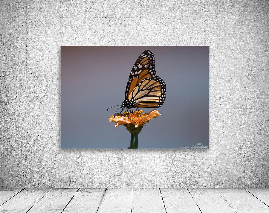 Beautiful Monarch Butterfly by Chad Meyer