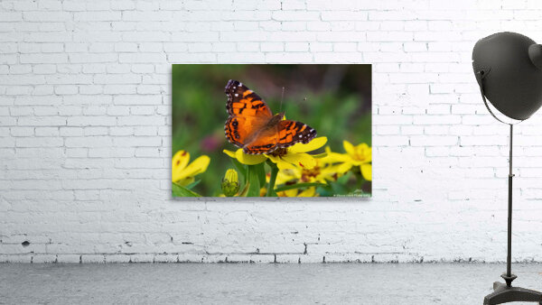  Painted Lady Butterfly - Full of Color by Chad Meyer