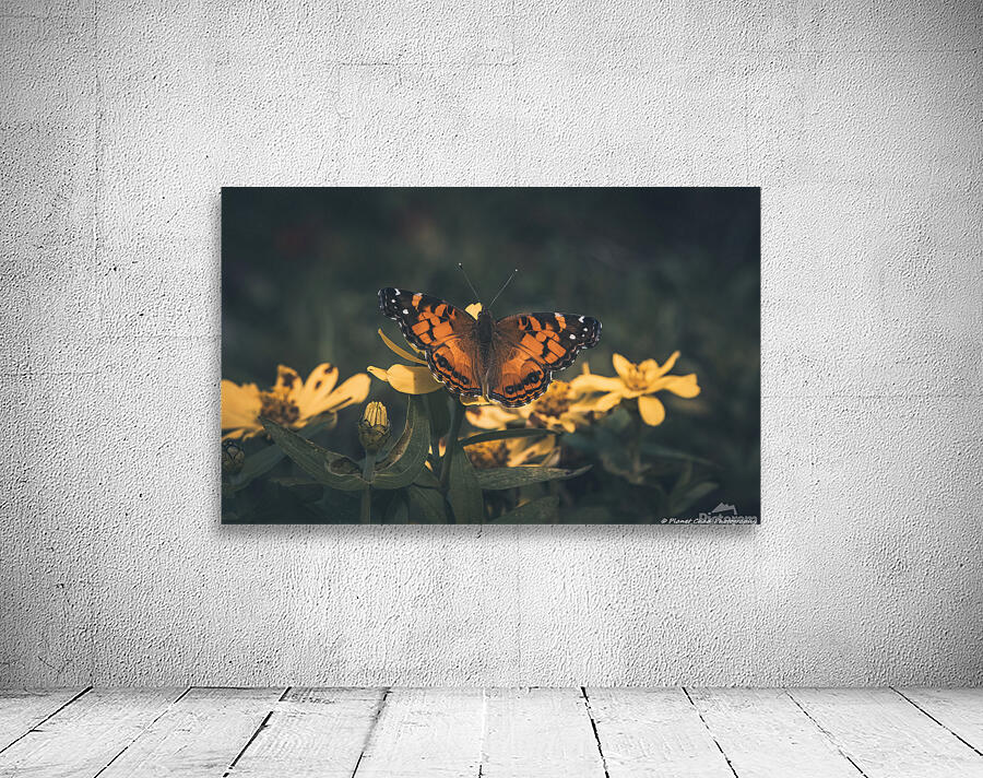 Painted Lady Butterfly - Artistic by Chad Meyer