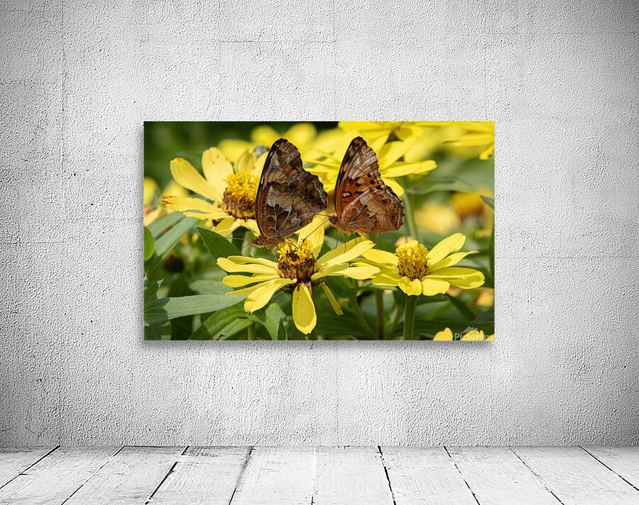 Variegated Fritillaries - Butterfly Courtship on Zinnias Wall Preview
