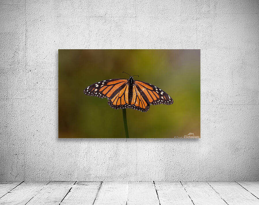 Monarch Butterfly Wing Spread by Chad Meyer