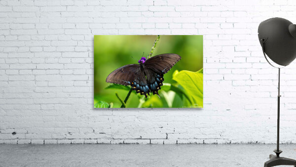 Eastern Tiger Swallowtail Dark Morph by Chad Meyer