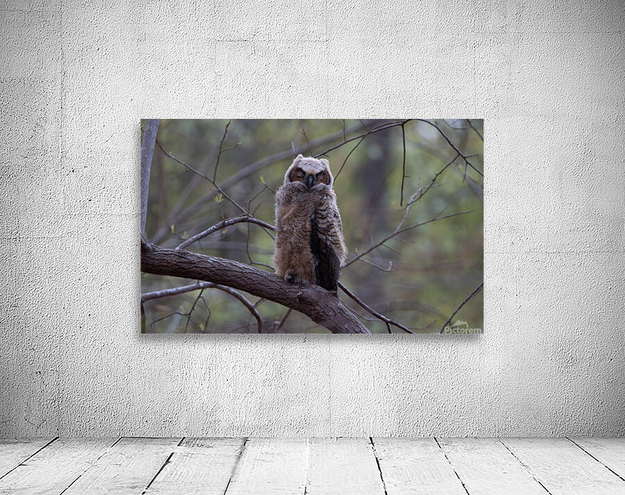 Great Horned Owlet - Forest Nap by Chad Meyer