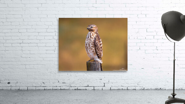 Red Shouldered Hawk - Perfect Pose by Chad Meyer